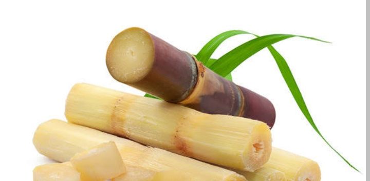 Sugarcane