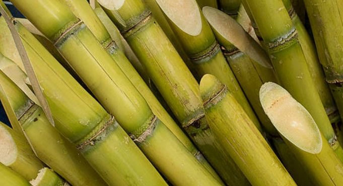 Sugarcane