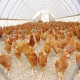 Poultry Farming