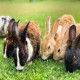 Cuniculture (Rabbit Farming)